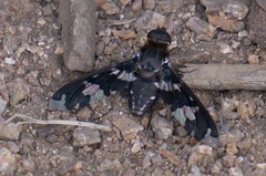 Exoprosopa dorcadion