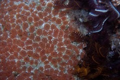 Aplidium flavolineatum
