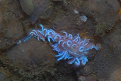 Phyllodesmium horridum