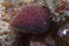 Alcyonidium nodosum