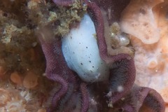 Cadlina sp-b