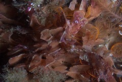 Flustra