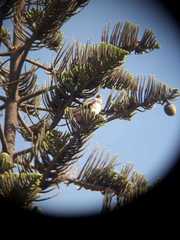 Parabuteo unicinctus unicinctus