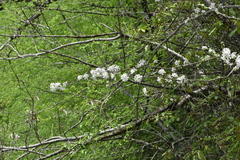 Malus orientalis