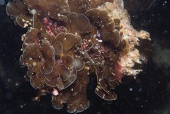 Exallosorus harveyanus