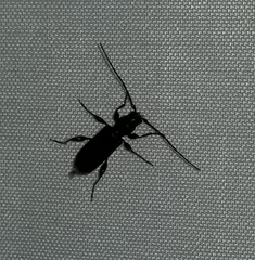 Phymatodes