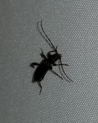Phymatodes