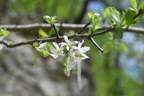 Image of Malus orientalis by (c) Марина Садыкова, some rights reserved (CC BY)