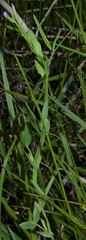 Lathyrus pusillus