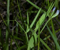 Lathyrus pusillus
