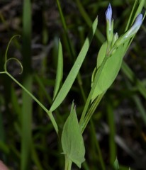 Lathyrus pusillus