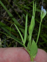 Lathyrus pusillus