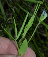 Lathyrus pusillus