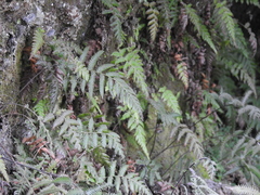 Blechnum parrisiae