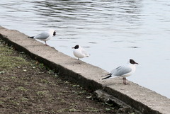 Chroicocephalus ridibundus