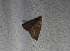 Cassythaphaga macarta