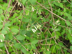 Symphoricarpos microphyllus