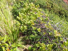 Wikstroemia oahuensis