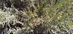 Dicerothamnus