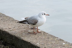 Chroicocephalus ridibundus