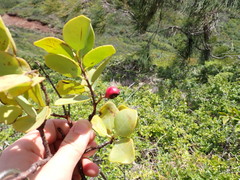 Wikstroemia oahuensis