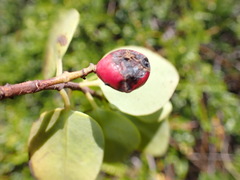 Wikstroemia oahuensis