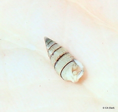 Cerithium zebrum