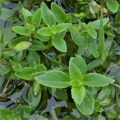 Mecardonia procumbens