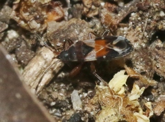 Scolopostethus pacificus