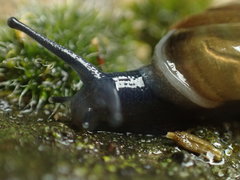Morlina glabra