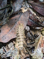 Lymantria xylina