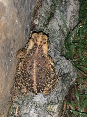 Incilius bocourti