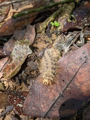 Lymantria xylina