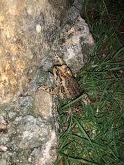 Incilius bocourti
