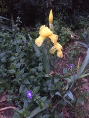 Iris × hybrida