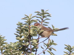 Malurus cyaneus cyaneus