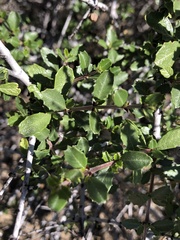 Ceanothus jepsonii