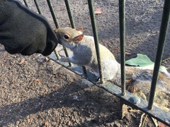 Sciurus carolinensis