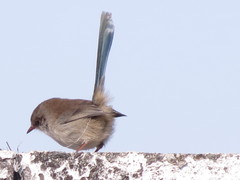 Malurus cyaneus cyaneus