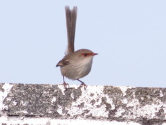 Malurus cyaneus cyaneus
