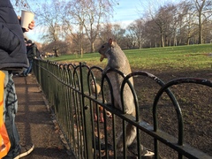 Sciurus carolinensis