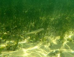 Sillaginodes punctatus