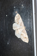 Melanolophia imitata