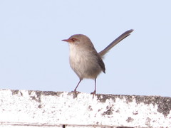 Malurus cyaneus cyaneus