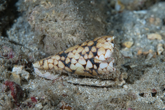 Image of Conus bandanus