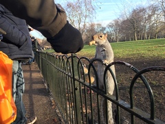 Sciurus carolinensis