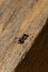Crematogaster matsumurai