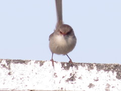 Malurus cyaneus cyaneus