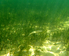 Sillaginodes punctatus