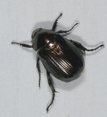 Callistethus nicoyus
